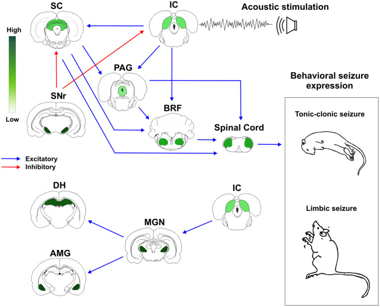 Cannabinoid receptors type 1 (CB1R) in neuronal networks associated with acute and chronic audiogenic seizures. The inferior colliculus is the main brainstem structure related to sound perception and plays a key role in the genesis of audiogenic seizures. Inferior colliculus projects to different brainstem areas, like superior colliculus, periaqueductal gray matter, and brainstem reticular formation. This brainstem neuronal network is crucial to acute audiogenic seizures manifestation, that are behaviorally characterized by wild running followed by tonic-clonic seizures. The substantia nigra pars reticulata sends GABAergic projections to the mesencephalic tectum. This inhibitory projection is involved with the so-called endogenous anticonvulsant system. During the audiogenic kindling protocol, the chronic seizures, and the epileptogenic events lead to forebrain/limbic recruitment. The limbic recruitment during the chronic seizures involves projections from inferior colliculus to medial geniculate nucleus and then to the dorsal hippocampus and basolateral amygdala nucleus. This brainstem-limbic network is crucial to limbic motor seizures expression during the audiogenic kindling. Spinal cord neurons receive inputs from central neuronal networks and lead to audiogenic seizures' motor manifestation. The intensity of green color represents the amount of CB1R in each structure. Therefore, the endocannabinoid system is directly associated with brainstem and limbic neuronal networks responsible for tonic-clonic and limbic audiogenic seizures manifestation. IC, inferior colliculus; SC, superior colliculus; PAG, periaqueductal gray matter; BRF, brainstem reticular formation; SNr, substantia nigra pars reticulata; MGN, medial geniculate body; DH, dorsal hippocampus; AMG, amygdaloid complex (basolateral amygdala nucleus, BLA). Red arrows represent inhibitory projections, blue arrows represent excitatory projections.