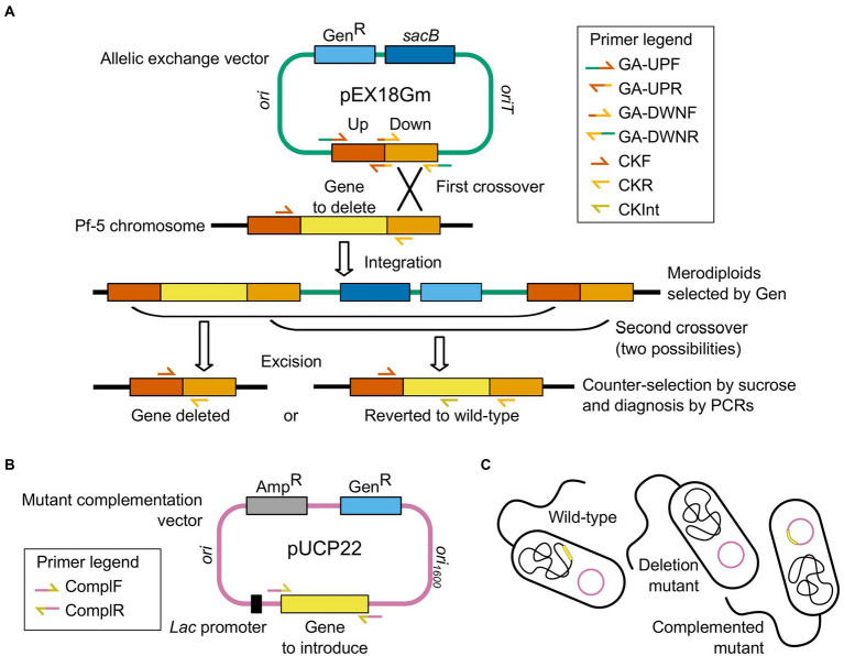 Generation of Pseudomonas protegens Pf-5 knockout mutants and complemented mutants by two-step allelic exchange and plasmid-based complementation. (A) Construction of the allelic exchange vector for in-frame deletion of phlA or pltD (yellow) in the bacterial wild-type genome. The gene knockout cassette comprises the DNA sequences immediately upstream and downstream of the gene to be deleted (Up and Down flanks, red and orange) and is assembled into the suicide vector pEX18Gm (green) carrying the gentamicin resistance (GenR, light blue) and sucrose sensitivity (sacB, dark blue) genes. Integration of the allelic exchange vector in Pf-5 chromosome occurs by homologous recombination (first crossover) after bacterial conjugation, and merodiploids are selected on gentamicin-amended media. Subsequent homologous recombination (second crossover) results in the loss of the allelic exchange vector backbone, which is selected with sucrose-amended media. Depending on the second crossover locus, vector excision either restores the wild-type allele or deletes the gene in the bacterial chromosome. Clones with the correct genotype (gene deleted) are discriminated from reverted clones by diagnostic PCRs. (B) Construction of the complementation vector for electroporation into complemented mutants, resulting in plasmid-based complementation of phlA or pltD (yellow). The gene (yellow) is assembled into the multicopy shuttle vector pUCP22 (pink), under transcriptional control of a constitutive lac promoter (black), which carries the gentamicin resistance (GenR, light blue) and ampicillin resistance (AmpR, gray) genes. (C) The empty complementation vector (pink plasmid) is introduced into the wild-type bacteria (undisturbed chromosome in black with target gene in yellow) and the deletion mutants (knockout chromosome in black missing target gene), while the recombinant complementation vector (pink plasmid carrying target gene in yellow) is introduced into the complemented mutants (knockout chromosome in black missing target gene). Combined steps thus result in unscarred mutants that differ from the wild-type strain only in the presence or absence of the targeted gene (yellow). Primers used to monitor each key step are indicated in the corresponding legends. Drawings are not to scale.