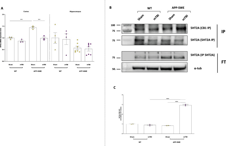 5HT2a expression and immunoprecipitation assay performed in the cortex in WT and APP-SWE mice (sham and mTBI). A Bar graph with individual points showing the 5HT2a mRNA expression in the cortex (left) and hippocampus (right) of wt and APP mice subjected to mTBI. B Representative blots showing the signals corresponding to 5HT2A protein immunoprecipitated (IP) with specific CB1 and 5HT2A antibodies. Alpha tubulin was used as an internal procedure control. The value of N = 2 arises from the pooling of two or three samples per experimental point. (C) Bar graph with individual points showing the quantification of IP results. Statistical analysis was performed by Two-way analysis of variance (ANOVA) followed by Tukey's multiple comparison test (*P ≤ 0.05; **P ≤ 0.01; ***P ≤ 0.001). Data are represented as bar graphs with individual points