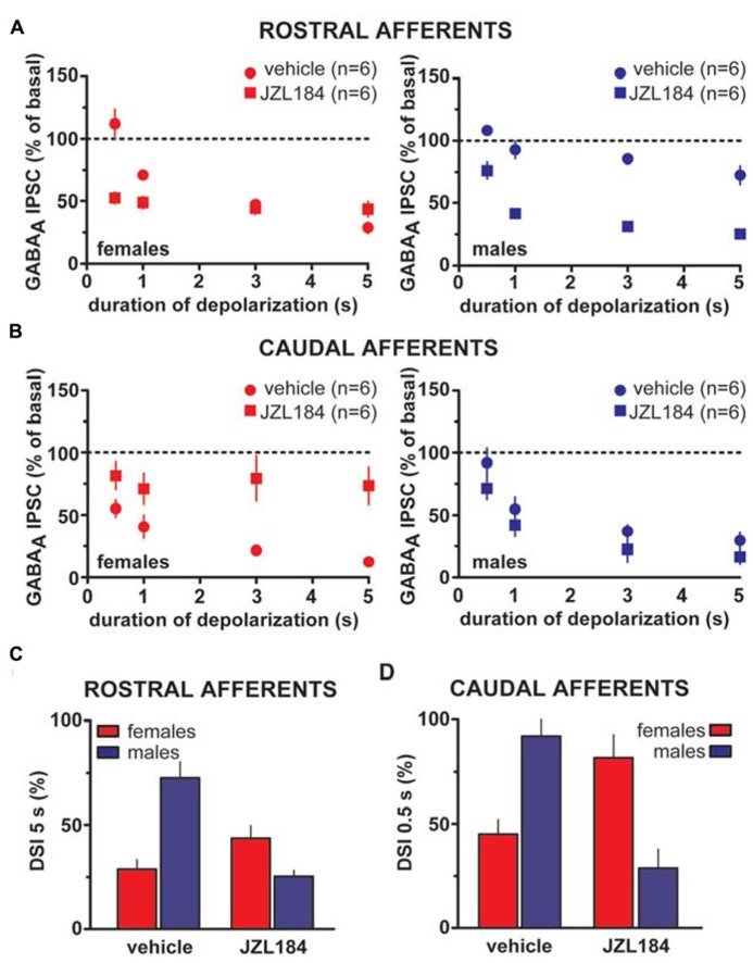 Effect of MAGL inactivation on strength of DSI in male and female LH rats. (A) The relationship between the depolarizing pulse duration and the relative amplitude of rostral GABAA IPSCs obtained after 5–15 s after the end of depolarization in the presence (square symbols) and absence (circles) of MAGL inhibitor JZL184 in female (left panel) and male (right panel) LH rats is plotted. GABAA IPSCs amplitude was normalized to the averaged value (dotted line) before depolarization. Each symbol represents the averaged value obtained from different cells. (B) The relationship between the depolarizing pulse duration and the relative amplitude of caudal GABAA IPSCs obtained after 5–15 s after the end of depolarization in the presence (square symbols) and absence (circles) of MAGL inhibitor JZL184 in female (left panel) and male (right panel) LH rats is plotted. GABAA IPSCs amplitude was normalized to the averaged value (dotted line) before depolarization. Each symbol represents the averaged value obtained from different cells. (C,D) Bar graphs summarizing the enhancing effect of JZL184 on DSI magnitude at both rostral (5 s; C) and caudal (0.5 s; D) afferents onto DA cells in male LH rats. Note that DSI at both inhibitory afferents in males is no longer different from DSI in females as measured during vehicle bath application. Data are expressed as mean ± SEM.
