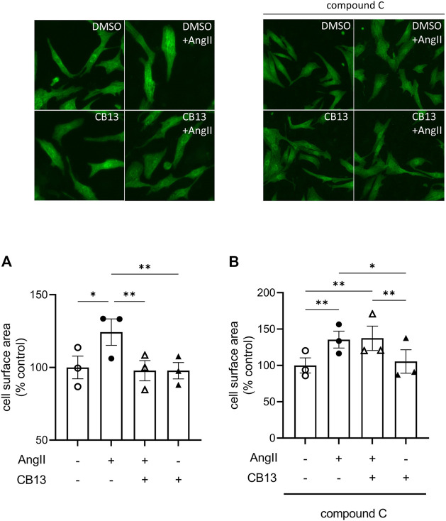 CB13 suppressed AngII-induced enhancement of NRAM cell surface area in an AMPK-dependent manner. (A) The ability of AngII to induce NRAM enlargement was abolished by CB13 treatment. (B) Treatment of NRAM with compound C, an AMPK inhibitor, prevented the ability of CB13 to suppress NRAM enlargement. Serum-deprived NRAM were pre-treated with CB13 (1 μM, 1 h) in the presence or absence of compound C (1 μM, 1 h), followed by treatment with AngII (10 μM). All treatments remained in media for 24 h. Results are presented with representative fluorescent images. Data are presented as mean ± SEM. n = 3. **p < 0.01.