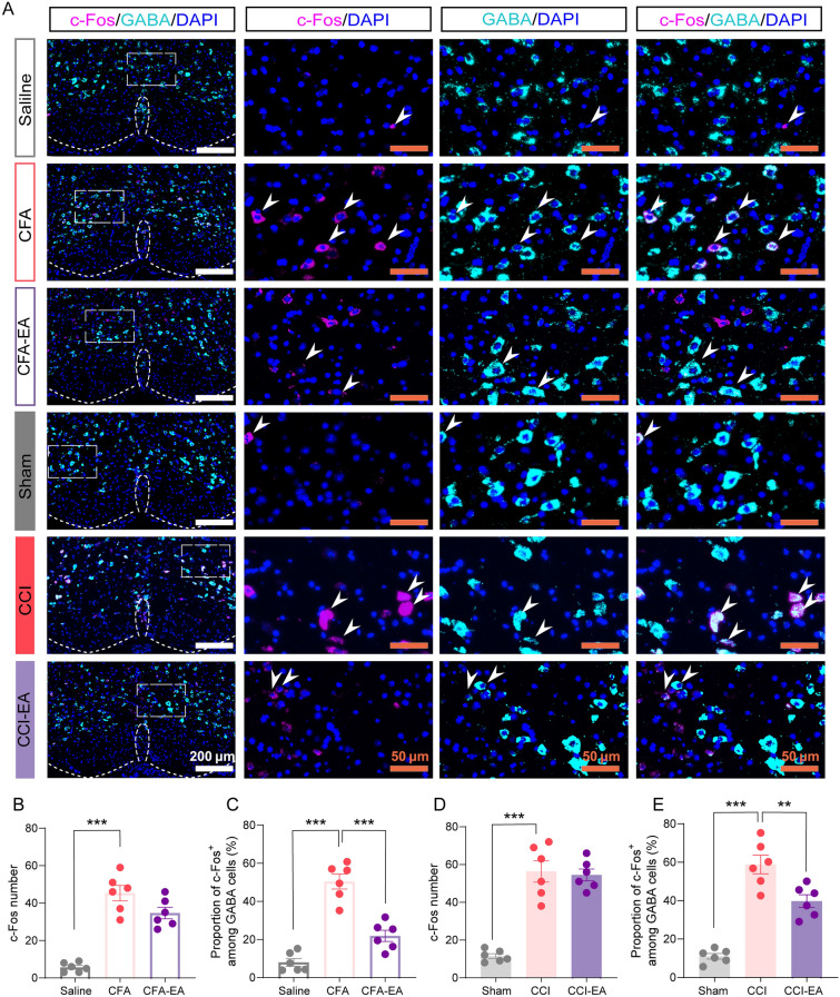 EA reduces c-Fos-positive GABARVM neurons in CFA- and CCI-treated mice. A Representative in situ hybridization images for the GABA (green, Slc32a1)- and c-Fos (red)-labeled cells in the RVM. Scale bars = 200 μm. Right panels, 4 × magnification of the boxed area in the left panel, Scale bars = 50 μm. B The number of c-Fos-positive cells in the RVM of Saline, CFA, and CFA-EA groups. C The proportions of GABA-positive cells co-expressing c-Fos in the RVM of Saline, CFA, and CFA-EA groups. D The number of c-Fos-positive cells in the RVM of Sham, CCI, and CCI-EA groups. E The proportions of GABA-positive cells co-expressing c-Fos in the RVM o of Sham, CCI, and CCI-EA groups. **p < 0.01 and ***p < 0.001 vs. CFA or CCI group, one-way ANOVA followed by Dunnett’s post hoc tests, n = 6 sections from 3 mice per group. All data are shown as mean ± SEM
