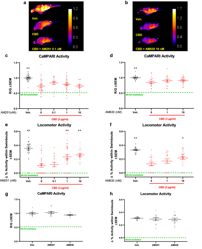 Cannabinoid receptor 1 (CB1R) and CB2R are both involved in CBD-mediated reduction of locomotor activity. Zebrafish larvae were exposed to CBD (3 µg/ml) with CB1R- and CB2R inhibitors, AM251 and AM630, respectively. (a) and (b), Exemplar CaMPARI heat maps showing R/G ratios obtained at 4 dpf. (c) and (d), Corresponding quantifications showing CBD mediated-reduction of neural activity is not fully rescued when CB1R is inhibited with AM251 or CB2R with AM630 in the nanomolar (nM) range. (e) and (f), Locomotor activity at 5 dpf shows a clear rescue when inhibiting either CB1R or CB2R with 0.1 nM AM251, or 10 nM AM630, respectively. (g) and (h), shows that applying AM251 or AM630 without CBD did not affect CaMPARI activity or locomotion. R/G is indicated by the calibration bar. All samples contained the same amount of vehicle DMSO (0.1%) and MeOH (0.3%) including the vehicle control (Veh.). Green-dashed lines depict mean values for MS-222 anesthetized samples. Biological replicates are n = 13–30. *is p < 0.05; **p < 0.01 compared to CBD.