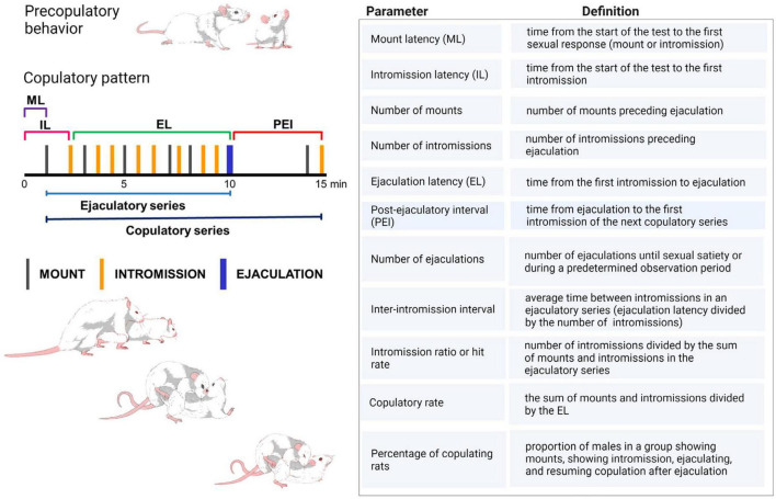 Copulatory pattern of the male rat. The male exhibits a series of mounts and intromissions until achieving ejaculation. During mounting the male lifts his forebody over the female hindquarters, clasping her flanks with its forepaws while keeping its hindlegs on the floor, and begins a series of rapid shallow movements of the pelvis without achieving penetration. Thereafter, the male dismounts the female gently. The intromission is a mount in which the male achieves erection and penetration, after which intravaginal pelvic thrusting is observed, followed by abrupt dismounting while jumping backward. The male usually grooms its genitals. Ejaculation is distinguishable by a longer-lasting intromission during which a deep pelvic thrust is observed that coincides with seminal emission. Thereafter, the male slowly dismounts the female and may elevate its forepaws. Ejaculation signals the end of an ejaculatory series, after which a short period of sexual refractoriness appears, the post-ejaculatory interval, which ends once the male restarts copulation with an intromission, completing a copulatory series. ML, mount latency; IL, intromission latency; EL, ejaculation latency; PEI, post-ejaculatory interval (Larsson, 1956; Sachs and Barfield, 1976; Dewsbury, 1979). Table shows the definition of the specific copulatory parameters utilized in the experimental analysis of male sexual behavior in rats. Created with BioRender.com.