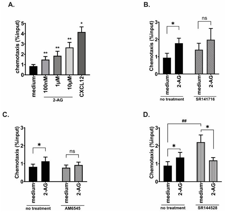 2-AG-mediated chemotaxis in MCL cell line JeKo-1. (A) JeKo-1 cells were subjected to chemotaxis towards vehicle or 2-AG at three different concentrations: 100 nM, 1µM and 10µM, or CXCL12 (200 ng/mL) as a positive control of chemotaxis, bars represent average of seven experiments and error bars are standard deviation; Paired t-test, * p < 0.05, ** p < 0.01. (B–D) Chemotaxis assays towards vehicle or 2-AG (100 nM) after JeKo-1 cells were incubated for 20 min with the CB1 antagonists (B) SR141716 (10 nM; n = 4), (C) AM6545 (10 nM; n = 5), or (D) with the CB2 inverse agonist SR144528 (10 nM; n = 8); Paired t-test, * p < 0.05, ns: non-significant, Wilcoxon matched-pairs signed rank test, ## p < 0.01.