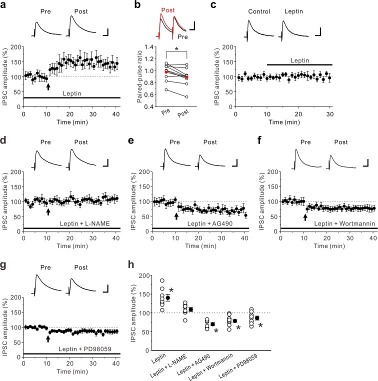 Leptin unmasks LTPGABA. (a) In the presence of 10 nM leptin, LTPGABA was induced by the prolonged HFS (n = 8). (b) Summary scatter plots of PPF before and after the prolonged HFS in the presence of 10 nM leptin (n = 9). Leptin decreased PPF. (c) Leptin (10 nM) had no effect on eIPSCs (n = 9). The insets show averages of ten consecutive current traces before (Control) and 15–20 min after leptin application. (d) In the presence of 10 nM leptin and 100 μM L-NAME, the prolonged HFS had no effect on eIPSC amplitudes (n = 8). (e) In the presence of 10 nM leptin and 10 μM AG490, the prolonged HFS induced LTDGABA (n = 8). (f) In the presence of 10 nM leptin and 200 nM wortmannin, the prolonged HFS induced LTDGABA (n = 12). (g) In the presence of 10 nM leptin and 10 μM PD98059, the prolonged HFS induced LTDGABA (n = 10). (h) Summary scatter plots of eIPSCs obtained from the experiments shown in (a,d–g). Paired t-test, *p < 0.04 compared to control response. (a,c–g) The insets show averages of ten consecutive current traces before (pre) and 25–30 min after HFS (post). (a,d–g) The prolonged HFS is indicated by an arrow. (a–g) Scale bar represents 50 pA and 50 ms.
