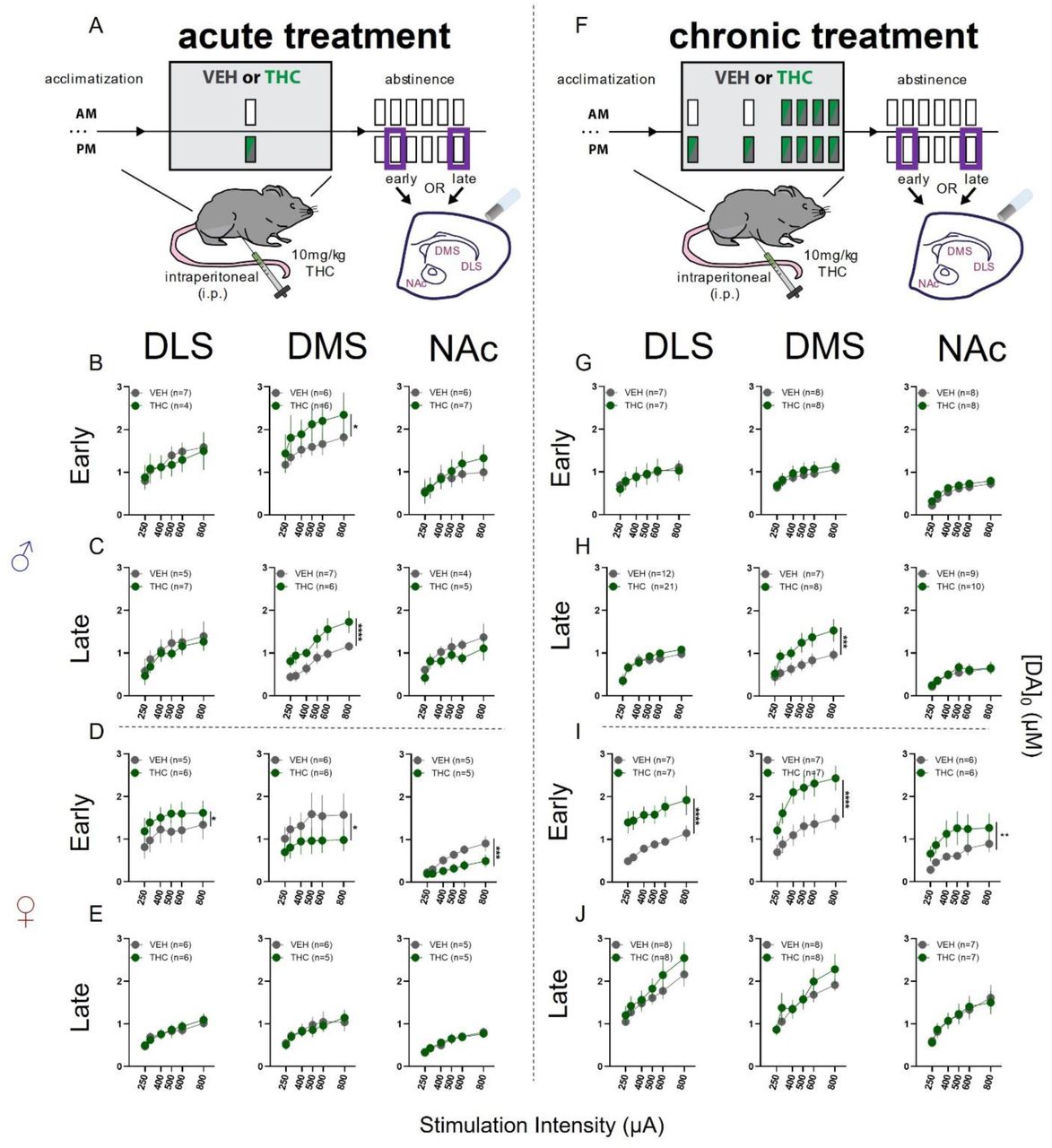 Effects of acute or chronic THC treatment on striatal DA release in acute brain slices using FSCV.(A) Schematic illustrating acute treatment and time points of FSCV recordings in striatal subregions.(B) DA release in males during early abstinence following acute treatment. No differences detected in DLS or NAc. In DMS THC treated mice had elevated DA release (Ftreatment(1,60) = 4.866; p = 0.0312)(C) DA release in males during late abstinence following acute treatment. No differences detected in DLS or NAc. In DMS THC treated mice had elevated DA release (Ftreatment(1,59) = 21.33; p = <0.0001)(D) DA release in females during early abstinence following acute treatment. In DLS THC treated mice had elevated DA release (Ftreatment(1,54) = 4.726, p = 0.0341), while DA release was reduced in DMS (Ftreatment (1,60) = 5.669; p = 0.02) and NAc (Ftreatment(1,48) = 15.87; p = 0.0002).(E) DA release in females during late abstinence following acute treatment. No differences detected in DLS, DMS, or NAc.(F) Schematic illustrating chronic treatment and time points of FSCV recordings in striatal subregions.(G) DA release in males during early abstinence following chronic treatment. No differences detected in DLS, DMS, or NAc.(H) DA release in males during late abstinence following chronic treatment. No differences detected in DLS or NAc. In DMS THC treated mice had elevated DA release (Ftreatment (1,71) = 13.56; p = 0.0004).(I) DA release in females during early abstinence following chronic treatment. DA release was elevated in DLS (Ftreatment(1,72) = 51.61, p = ˂0.0001), DMS (Ftreatment(1,72) = 33.82, p = ˂0.0001) and NAc (Ftreatment(1,60) = 11.69, p = 0.0011).(J) DA release in females during late abstinence following acute treatment. No differences detected in DLS, DMS, or NAc.