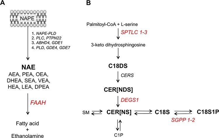 Schematic overview of the biosynthetic pathways for (A) N-acyl ethanolamines (NAEs) and (B) ceramides (CERs). (A) NAE species, including the endocannabinoid anandamide (AEA), are produced through four independent enzymatic pathways from the membrane phospholipid precursor (N-acyl phosphatidylethanolamine; NAPE). Fatty acid amide hydrolase (FAAH) degrades NAEs to free fatty acids (such as arachidonic acid for AEA) and ethanolamine. (B) CER species are biosynthesised via the enzyme serine palmitoyltransferase (SPTLC 1-3) that converts palmitoyl-CoA and L-serine to 3-keto dihydrosphingosine, in the rate-limiting step of the sphingolipid de novo pathway. The resulting dihydrosphingosine is coupled to various fatty acids via ceramide synthases (CERS) to generate dihydroceramides CER[NDS] that are further converted to CER[NS] via the enzyme delta 4-desaturase (DEGS1). Conversion of these pro-apoptotic CER[NS] species to sphingosine and sphingosine 1-phosphate, with roles in cell survival, degrades ceramides through reversible reactions. CER[NS] are also reversibly converted to sphingomyelin or further metabolized to ceramide 1-phosphate). Measured lipid species are in bold; genes encoding enzymes are in italics; genes identified through SNPs that associated at GWAS with circulating lipid levels are in red.