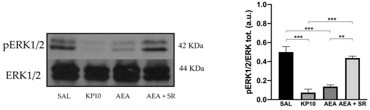Reduced neurogenesis is mediated by the activation of the ERK1/2 protein in the rat hippocampus. Representative immunoblot (left) of phosphorylated ERK1/2 expression in control (SAL), kisspeptin (KP10), anandamide (AEA), and AEA plus SR of treated animals. β-actin was used as a loading control. Densitometric analysis (right) showing relative band intensity means (arbitrary units, a.u.) ± SEM (n = 3 for each group). **, p < 0.01; ***, p < 0.001.