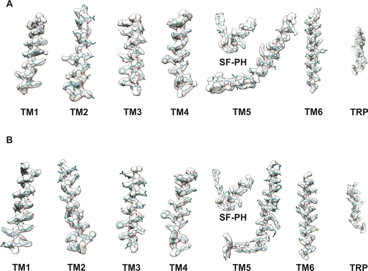 Cryo-EM density for rTRPV2.Regional cryo-EM density are shown for conformation A (A) and conformation B (B).
