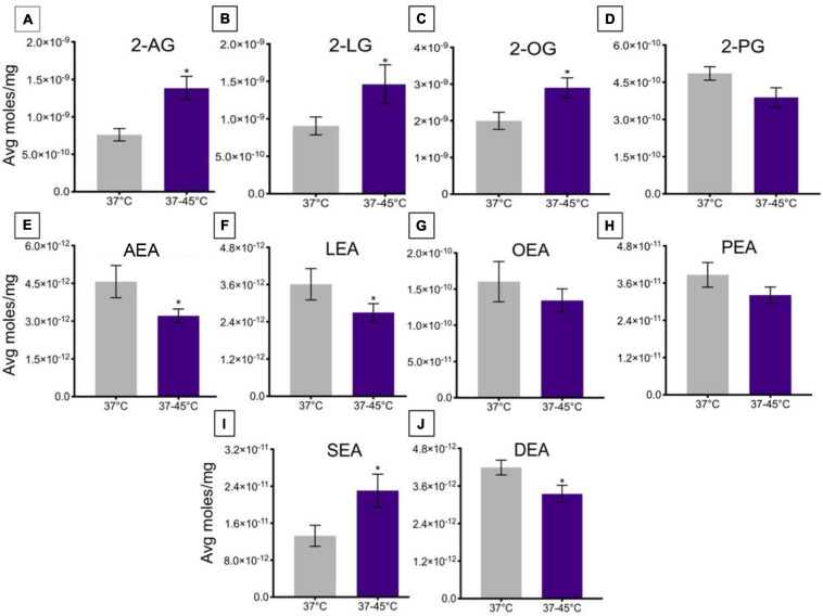Changes in lipid levels of 2-acyl glycerols (A–D) and N-acyl ethanolamines (E–J) upon an increase in temperature from 37 to 45°C. Significant temperature-induced changes after TRPV1-HEK293 cells were exposed to a change in ambient temperature from 37 to 45°C, is indicated by * (p ≤ 0.05). Data depicted in each graph were averaged over 15 total data points per condition (n = 3 individual experiments) and are presented as average moles/mg (y-axis).