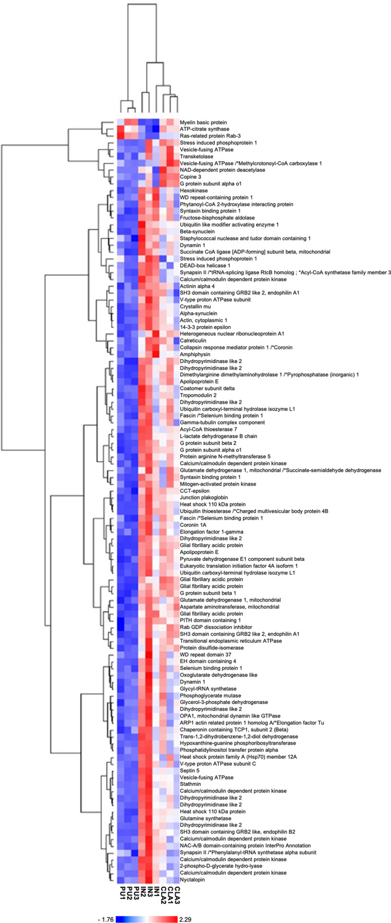Clustered heat map of differentially expressed protein spots obtained by comparing different brain areas. The heat map was generated using the NG-CHM GUI 2.20.2 software. The Z-norm transform was used to normalize the row values (normalized spot optical densities, 3 samples from each brain area), and the resulting transform data matrix was used to build the heat map. A hierarchical ordering method was applied to clustered rows and columns. Euclidean distance metric was applied to hierarchically clustered rows and columns. Data matrix distribution values range from − 1.76 to + 2.29. The red color indicates increased expression whereas the blue color indicates decreased expression of proteins. Brighter colors indicate deeper changes. Protein names correspond to protein identifications shown in Tables 1, 2, and 3. *Spots with more than one identification