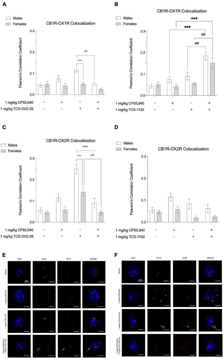 CB1R-OX1R and CB1R-OX2R colocalization in the ventral striatum following cannabinoid and orexin drug treatments. Male and female C57BL/6 mice aged 6–12 weeks were i.p. administered one of the following dose ranges: CP55,940 (0.1–10 mg/kg), TCS-OX2-29 (1–30 mg/kg), TCS-1102 (0.1–10 mg/kg), 1 mg/kg CP55,940 + TCS-OX2-29 (1–30 mg/kg), or 1 mg/kg CP55,940 + TCS-1102 (0.1–10 mg/kg). 30 min post-injections, mice were euthanized, perfused, and their brains collected for immunohistochemistry. Colocalization between CB1R and OX1R (A,B) and CB1R and OX2R (C,D) was compared within (sex) and between (drugs) the following experimental groups: 1 mg/kg CP55,940, 1 mg/kg TCS-OX2-29, 1 mg/kg TCS-1102, 1 mg/kg CP55,940 + 1 mg/kg TCS-OX2-29, or 1 mg/kg CP55,940 + 1 mg/kg TCS-1102. All colocalization data are expressed as Pearson’s Correlation Coefficients, and as means ± SEM. n = 6 (cells) for all treatment groups. Significance was calculated using a two-way ANOVA followed by Tukey’s post hoc analyses. ***p < 0.001 compared to 1 mg/kg CP55,940 within sexes. ^^/^^^p < 0.01/0.001 compared between 1 mg/kg TCS-OX2-29 and 1 mg/kg CP55,940 + 1 mg/kg TCS-OX2-29. ##p < 0.01 compared between 1 mg/kg TCS-1102 and 1 mg/kg CP55,940 + 1 mg/kg TCS-1102. ∼∼p < 0.01 compared between sexes, within treatment groups. (E) Representative images corresponding to panels (A,B) for CB1R-OX1R colocalization. (F) Representative images corresponding to panels (C,D) for CB1R-OX2R colocalization.