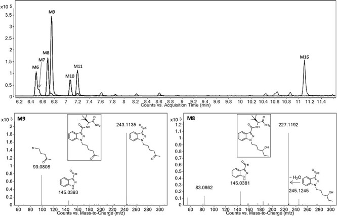 Overlaid extracted ion chromatograms of the major ADB-HEXINACA metabolites formed after 3 h incubation, and product ion spectra of the 5-oxo-hexyl (M9) and 4-hydroxy-hexyl (M8) metabolites, the two recommended biomarkers of ADB-HEXINACA consumption.