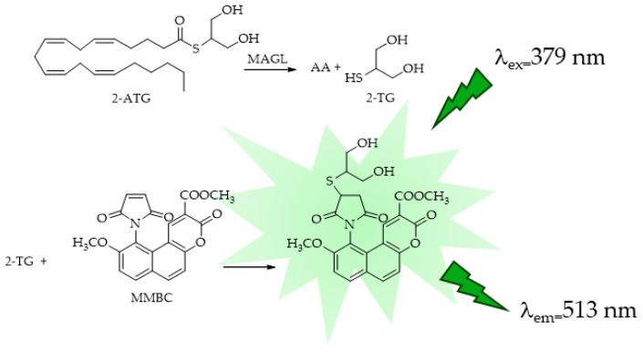 MAGL-responsive fluorescent probe methyl maleimido-benzochromene carboxylate (MMBC).
