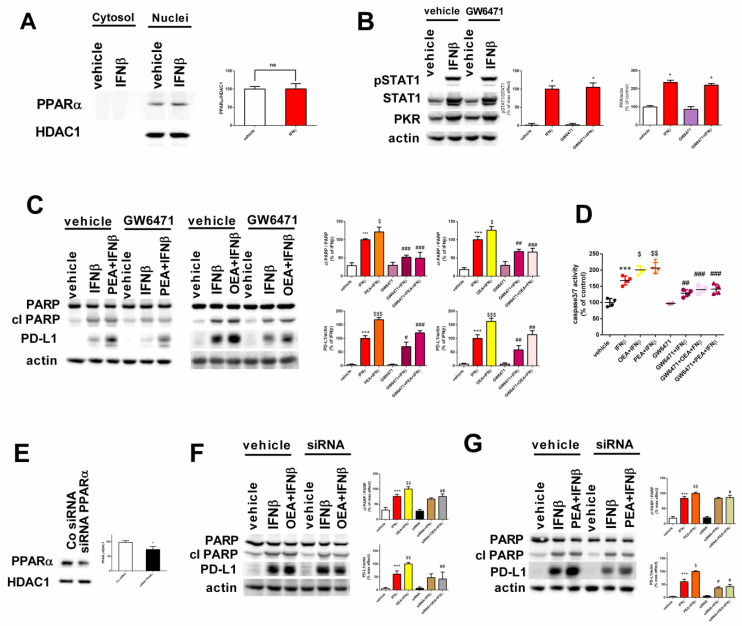 Implication of the PPARα receptor in the effects mediated by OEA, PEA, and IFNβ. Nuclear extracts were prepared and analyzed for PPARα receptor levels after IFNβ exposure. Values are represented as the mean ± SEM of four experiments; ns = not significant (A). Cell lysates were analyzed for STAT1 phosphorylation, STAT1, and PKR after treatment with IFNβ alone for 24 h in the presence and absence of GW6471 (6 μM). * p < 0.05 versus vehicle (B). Cells were pre-treated with 6 μM GW6471 (1 h) and were then exposed for 6 h to OEA or PEA, followed by IFNβ (24 h). Cell lysates were analyzed for PD-L1 and cleaved PARP (cl PARP). *** p < 0.001 versus vehicle; $ p < 0.05 and $$$ p < 0.001 versus IFNβ; # p < 0.05, ## p < 0.01, and ### p < 0.001 versus the corresponding value in control-treated cells (C). Cells were treated as mentioned before and caspase 3/7 activity was determined by a luminescence assay. *** p < 0.001 versus vehicle; $ p < 0.05 and $$ p < 0.01 versus IFNβ; ## p < 0.01 and ### p < 0.001 versus the corresponding value in control-treated cells (D). SH-SY5Y cells were transfected with either control siRNA or PPARα siRNA. * p < 0.05 versus vehicle-treated cells (E). Cells transfected with either control siRNA or PPARα siRNA were incubated for 24 h with either vehicle, IFNβ, or co-treated with IFNβ and OEA or PEA. Cell lysates were analyzed for cleaved PARP and PD-L1. *** p < 0.001 versus vehicle; $ p < 0.05 and $$ p < 0.01 versus IFNβ; # p < 0.05, ## p < 0.01 versus the corresponding value in control siRNA-treated cells. Values are the mean ± SEM of four independent experiments (F,G).