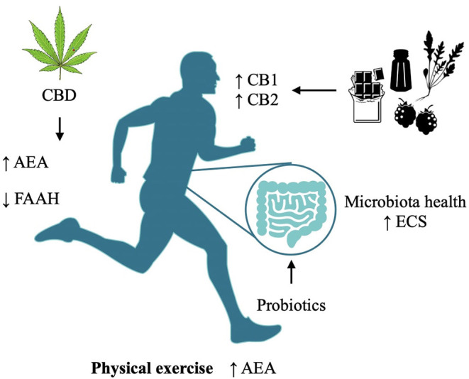 Modulation of the Endocannabinoid System via different methodologies and their targets.