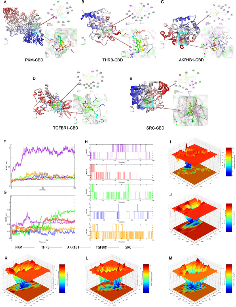 Molecular docking validation of CBD–core gene interactions. A Docking results for PKM with CBD. B Docking results for THRB with CBD. C Docking results for AKR1B1 with CBD. D Docking results for TGFBR1 with CBD. E Docking results for SRC with CBD. F, G RMSD profiles of the CBD–protein complexes during the 100-ns molecular dynamics simulations, showing target-specific conformational stability and structural adaptation. H Hydrogen-bond occupancy analysis of the five CBD–protein complexes over the simulation trajectory. I-M Free energy landscapes of the CBD–PKM, CBD–THRB, CBD–AKR1B1, CBD–TGFBR1, and CBD–SRC complexes, respectively, were generated from principal component analysis using PC1 and PC2