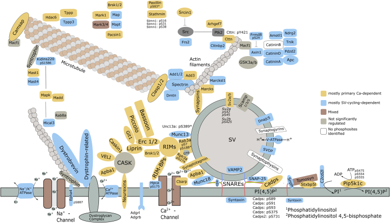 Schematic representation of presynaptic compartment with a single docked synaptic vesicle, plasma membrane, and cytoskeleton elements, based on Chua et al (97). The represented proteins are categorized in “mostly primary Ca2+-dependent” (yellow), “mostly SV-cycling-dependent” (blue), “Mixed” (brown) based on the regulation type of the phosphorylation sites they carry. Proteins with no significantly regulated phosphorylation sites are represented in gray; proteins for which no first-class phosphorylation sites (MaxQuant localization probability <0.75) were identified are represented in white. In most cases, an official gene symbol was used to name proteins, except: Bassoon stays for Bsn; Ca2+-ATPase ∼ Atp2b1, Atp2b2, Atp2b3; Camsap ∼ Camsap1, Camsap3; CatininA ∼ Cttna2; CatininD ∼ Ctnnd1, Ctnnd2; Dystrobrevin ∼ Dtnb; Dystrophin-related ∼ Drp2; Liprin ∼ Ppfia1, Ppfia2, Ppfia3, Ppfia4; Map ∼ Map1a, Map1b, Map1s, Map2, Map4, Map6, Map7d1, Map7d2; Mapk ∼ Mapk1, Mapk3; Na+/K+ ATPase ∼ Atp1a1, Atp1a2, Atp1a3; Na+-Channel ∼ Scn1a, Scn1b, Scn2b, Scn3a; Neurexins ∼ Nrxn1; Piccolo ∼ Pcl; RIM-BPs ∼ Rimbp1, Rimbp2; RIMs ∼ Rim1, Rim2; Spectrin ∼ Sptan1, Sptb, Sptbn1, Sptbn2, Sptbn4; Stathmin ∼ Stmn1; Synaptotagmin ∼ Syt1, Syt6, Syt9, Syt10, Syt17, Styl5, Esyt2; Syntaxin ∼ Stx1a, Stx1b, Stx12; Syntrophin ∼ Sntb2; Tomosyn ∼ Stxbp5; VAMP ∼ Vamp2; V-ATPase ∼ Atp6v1d; VELI ∼ Lin7a, Lin7b, Lin7c. Asterisks mark sites that do not meet significance criteria of q-value < 0.01: Unc13a-pS389 (q-value = 0.013), Rab3a-pS188 (q-value = 0.012).