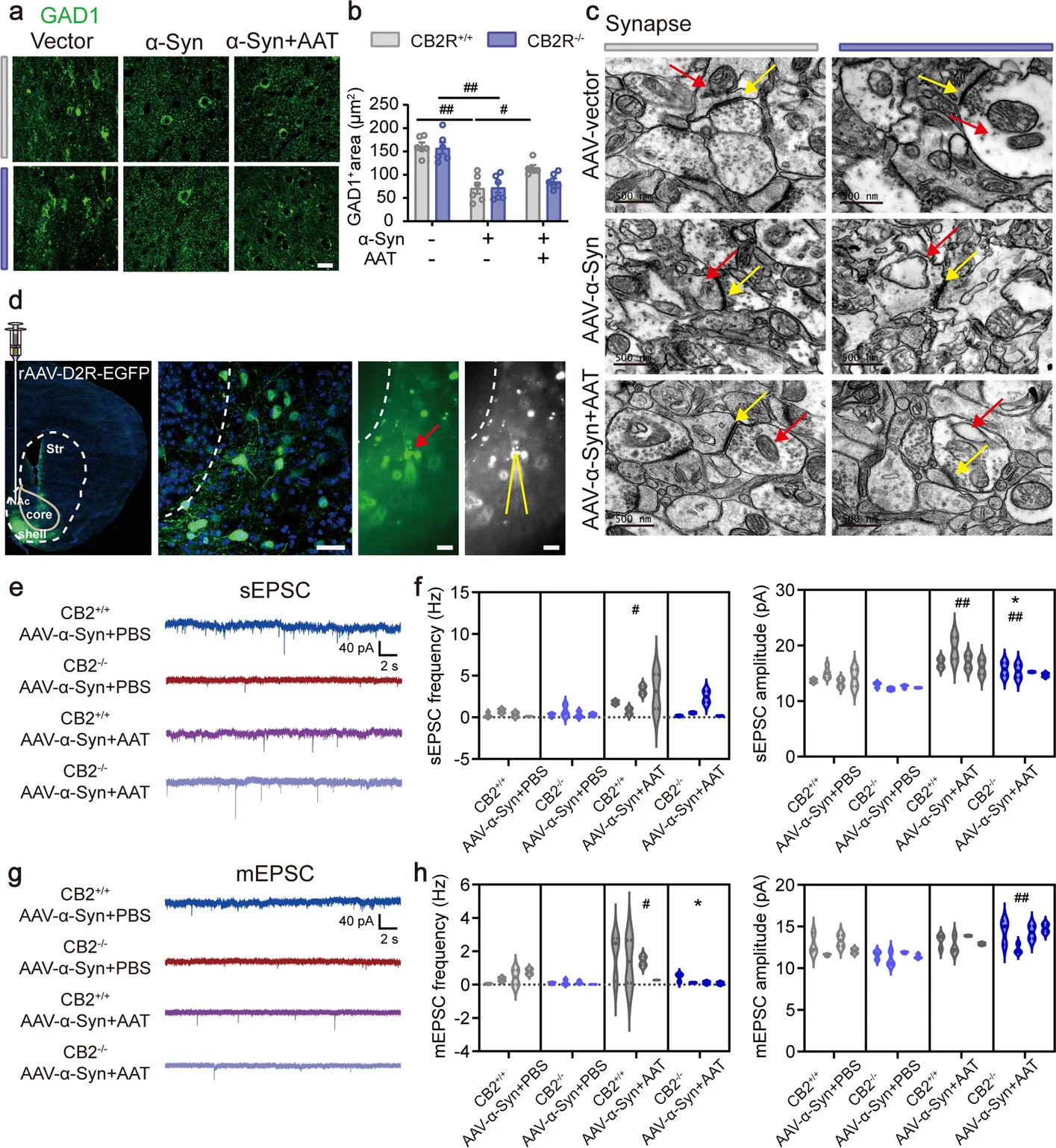 AAT mitigates neuronal damage and restores synaptic transmission in NAc D2-MSNs. a Representative immunofluorescence images of GAD1 (green) in the NAc. Scale bar: 20 µm. b Quantification of the GAD1⁺ area (n = 6). The data are assessed by two-way ANOVA followed by Tukey's multiple comparisons test. c Representative TEM images of NAc synapses. Red and yellow arrows indicate mitochondria and the synaptic cleft, respectively (n = 3), scale bar: 500 nm. d Merged fluorescence (D2R, green; DAPI, blue) and bright-field images delineating the stereotaxic injection area of AAV-D2R-EGFP and the patch-clamp recording site within the NAc shell. e, g Representative traces of sEPSCs (e) and mEPSCs (g) recorded from GFP-positive D2-MSNs across the four experimental groups. f, h Quantitative analyses of the frequency (left) and amplitude (right) of sEPSCs (f) and mEPSCs (h). Data are presented as mean ± SEM (n = 8–11 cells nested within N = 4 mice per group). Statistical significance was assessed by nested ANOVA followed by Tukey’s multiple comparisons test. #p < 0.05, ##p < 0.01, and ###p < 0.001 for comparisons between PBS, AAV-α-Syn + AAT and AAV-α-Syn + PBS within the same genotype; *p < 0.05, **p < 0.01, and ***p < 0.001 for comparisons between genotypes (CB2R−/− vs. CB2R+/+) under identical treatments. D2-MSNs, dopamine receptor type 2-expressing medium spiny neurons; TEM, transmission electron microscopy; GAD1, glutamate decarboxylase 1; sEPSC, spontaneous excitatory postsynaptic current; mEPSC, miniature excitatory postsynaptic currents