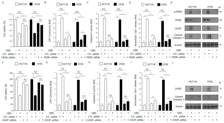 Silencing PERK expression reduces CBD-mediated apoptosis in colorectal cancer cells. (A–E) Following transfection with PERK siRNAs, HCT116 and HT29 cells were treated with CBD (0.5 µM) for 24 h. We assessed caspase-3 activity, intracellular Ca2+ levels, and performed both WST-1 and LDH assays to evaluate cell death and viability; *, p < 0.05, N.S = no significance. Protein expression levels of cleaved caspase-3, CHOP, and PERK, and phosphorylation levels of PERK were determined by Western blot analysis in HCT116 and HT29 cells after 24 h of 0.5 µM CBD treatment. The protein levels were normalized using β-actin. (F–J) Following transfection with CHOP siRNAs, HCT116 and HT29 cells were treated with CBD (0.5 µM) for 24 h. We assessed caspase-3 activity, intracellular Ca2+ levels, and performed both WST-1 and LDH assays to evaluate cell death and viability; *, p < 0.05, N.S = no significance. Protein expression levels of cleaved caspase-3 and CHOP were determined by Western blot analysis in HCT116 and HT29 cells after 24 h of 0.5 µM CBD treatment. The protein levels were normalized using β-actin.