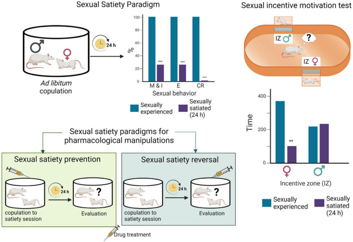 Sexual satiety paradigms. During ad libitum copulation, sexually experienced male rats ejaculate repeatedly (≈ 7 E) before reaching sexual satiety. Twenty-four hours later, the majority of these males (≈ 70%) will not show sexual activity in the presence of a receptive female. Drug treatments administered prior to the copulation to satiety session that prevent the sexual inhibitory state indicate the involvement of the targeted system in their induction, while treatments administered 24 h after copulation to satiety that reverse the established sexual inhibition, indicate the involvement of the targeted system in the maintenance of the sexual inhibitory state (Rodríguez-Manzo and Fernández-Guasti, 1994). Sexual incentive motivation test: The apparatus consists of an elliptic open field arena with two diagonally opposed windows, which are separated from the arena with wire mesh, and communicate each with a removable cage where the incentive animals are placed. Incentive zones are designated in the arena, in front of each window. The incentive animals are introduced into the cages and the experimental male put into the center of the arena and allowed to freely ambulate. Sexual incentive motivation is measured as the time spent by the male rat in the incentive zones (receptive female or male) of the field. Sexually experienced males will spend more time in the incentive zone of the sexually receptive female than in the incentive zone of the male. Sexually satiated males will spend the same amount of time in both incentive zones. Figure modified from Canseco-Alba and Rodríguez-Manzo (2019a). Created with BioRender.com.