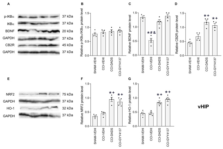 The effects of treatment with DADS and GYY4137 on the expression of p-IKBα, BDNF, CB2R, NRF2 and HO-1 in the vHIP of mice with neuropathic pain. Both treatments reversed the downregulation of BDNF (C), and increased the expression of CB2R (D), NRF2 (F) and HO-1 (G) in CCI mice. No variations in the p-IKBα expression (B) were identified. Sham-operated mice treated with the vehicle (VEHI) were employed as the control group. All proteins are expressed relative to the GAPDH protein levels, except p-IKBα, which is relative to IKBα. Representative blots for p-IKBα, BDNF and CB2R (A), and for NRF2 and HO-1 (E) are shown. In all pictures, the symbols denote significant changes versus, * sham-operated mice treated with VEHI, + CCI mice treated with VEHI, # CCI mice treated DADS and & CCI mice treated GYY4137 (p < 0.05; one-way ANOVA, followed by Tukey test). The results are presented as the mean values ± SEM; n = 4 samples/group.
