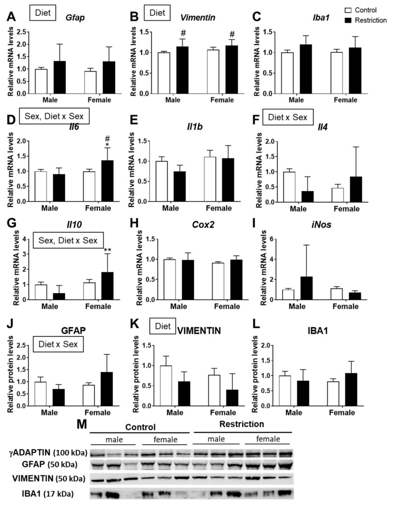 Effect of maternal caloric restriction on the relative mRNA (Gfap (A), Vimentin (B), Iba1 (C), Il6 (D), Il1b (E), Il4 (F), Il10 (G), Cox2 (H) and iNos (I)) and protein (GFAP (J), VIMENTIN (K) and IBA1 (L)) levels of neuroinflammation-related genes in the hypothalami of male and female offspring at postnatal day 2. Representative membranes of the main changes (M). Data are expressed as the mean ± S.E.M. (control male: n = 11; restriction male: n = 9; control female: n = 10; restriction female: n = 6). Tukey or single-effect analysis: */** p < 0.05/0.01 vs. males (sex difference); # p < 0.05 vs. same-sex control group.
