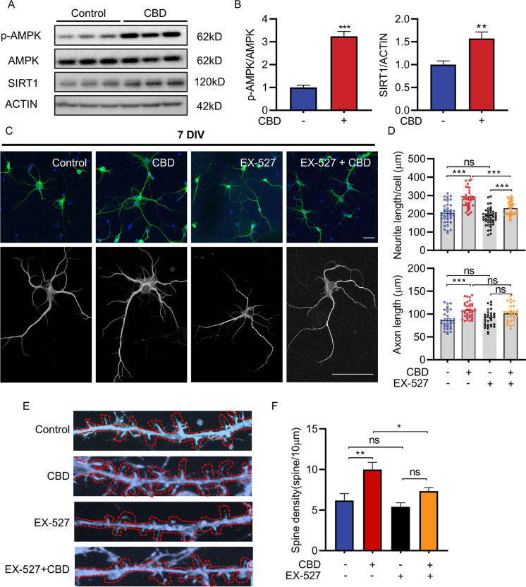 CBD enhances neurite outgrowth and increases dendritic spine density via SIRT1. A Representative Western blots showing the expression of SIRT1 and p-AMPK/AMPK in SH-SY5Y cells treated with or without CBD for 48 h. B Western blot analysis for SIRT1 and p-AMPK/AMPK in SH-SY5Y cells treated with or without CBD for 48 h. Western blots shown are representative of n = 3 biological replicates. C Representative images of primary hippocampal neurons at DIV7 pre-treated with EX-527, a selective inhibitor of SIRT1, followed the CBD treatment for 24 h. Neurons were then fixed and stained for MAP2 (green) and DAPI (blue). Scale bar = 50 µm. D Quantification of neurite length in four groups (control, 117 neurites, 39 neurons; CBD, 133 neurites, 41 neurons; EX-527, 113 neurites, 45 neurons; EX-527 + CBD, 114 neurites, 40 neurons). Quantification of axon length in four groups (control, 32 axons; CBD, 37 axons; EX-527, 32 axons; EX-527 + CBD, 28 axons). E Representative high magnification images of dendrites immunostained with phalloidin-actin after CBD and/or EX-527 treatment. Scale bar = 10 µm. F Quantification of dendritic spine density. n > 5 neurons per treatment. Values are mean ± SEM. *p ≤ 0.05, **p ≤ 0.01, *** p ≤ 0.001 using a one-way ANOVA