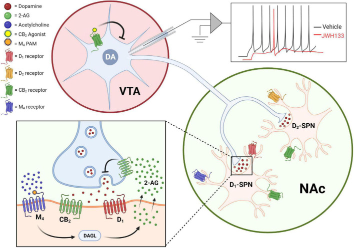 CB2 receptors reduce dopaminergic signaling via actions on dopamine neurons somas as well as dopamine neuron terminals. Activation of CB2 receptors expressed in the soma of VTA dopamine neurons suppresses excitability in ex vivo cell-attached patch-clamp recordings [top; adapted from Zhang et al. (2014)], while CB2 receptor activation inhibits dopamine release in the striatum and nucleus accumbens (bottom). CB2 receptor-mediated effects on dopamine terminals can be observed both upon direct activation of CB2 receptors with agonists, as well as by mobilization of endocannabinoid and CB2-dependent effects observed after activation of the M4 muscarinic receptor.