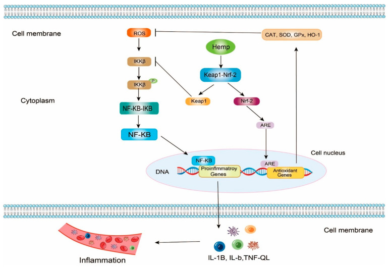The mechanism of antioxidant and anti-inflammatory properties of hemp bioactive peptides on NF-κB and Keap1-Nrf2 signaling pathway. ROS, reactive oxygen species; IKKβ, inhibitor of κB Kinase β; NF-κB, Nuclear Factor κB; Keap1, Kelch-like ECH-associated protein 1; Nrf2, nuclear factor erythroid 2-related factor 2; ARE, antioxidant response elements; CAT, catalase; SOD, superoxide dismutase; GPx, glutathione peroxidase; HO-1, Heme Oxygenase-1; P, TNF, tumor necrosis factor; IL, interleukin, phosphorylation; represents promote or active; represents inhibit or inactive.