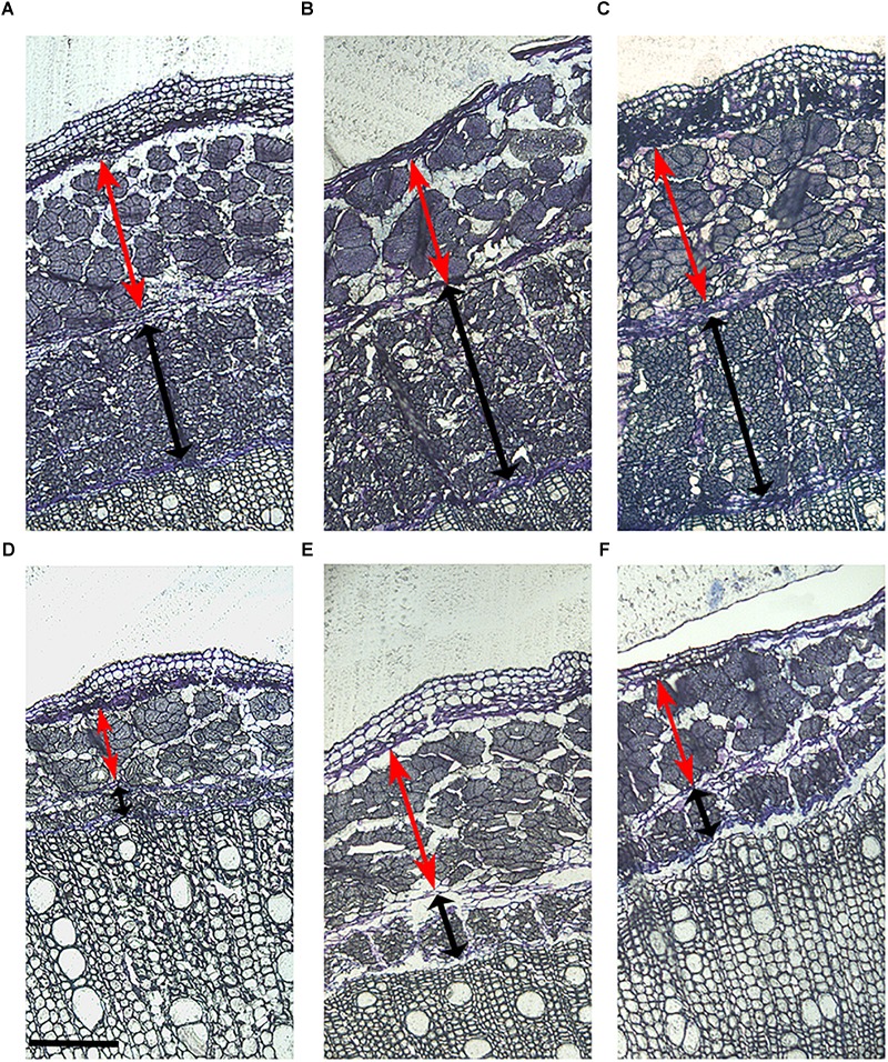 Primary and secondary bast fiber of six contrasting hemp accessions. (A) CRA412, (B) FNPC243, (C) WU101, (D) CRA410, (E) CRA416, and (F) CRA420. Red arrows indicate the primary bast fiber, black arrows indicate the secondary bast fiber and scale bars are equivalent to 200 μm.