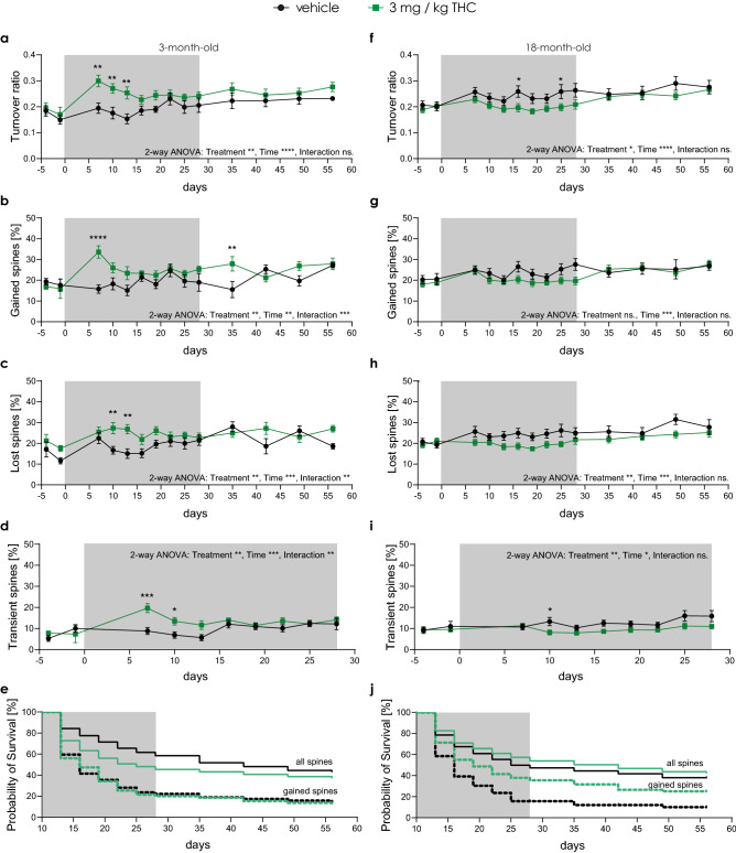 Long-term low-dose THC treatment differently alters spine dynamics in old and young mice. (a, f) Turnover ratio—number of lost and gained spines between two consecutive time points divided by the total number of spines in both time points. Percentage of spines that were gained (b, g) and lost (c, h) between two consecutive time points. Percentage of spines that were transient (d, i)—gained in one time point and lost in the consecutive one. (e, j) Survival probability of spines that were gained between day 7 and day 10 (dashed line) of the treatment and all spines present at day 10 (full line). Grey box indicates the treatment duration. (a—e) 3-month-old mice (THC n = 12 ROIs, N = 4 mice; vehicle n = 10 ROIs, N = 4 mice); (a) turnover ratio: time effect F13,179 = 3.718, p < 0.0001; treatment effect F1,20 = 10.93, p = 0.0035 (day 7 p = 0.0017; day 10 p = 0.0033; day 13 p = 0.0014); (b) gained spines: time effect F13,179 = 2.291, p = 0.0080; treatment effect F1,20 = 9.589, p = 0.0057; interaction effect F13,179 = 3.050, p = 0.0004 (day 7 p < 0.0001; day 35 p = 0.0031); (c) lost spines: time effect F13,179 = 3.245, p = 0.0002; treatment effect F1,20 = 10.15, p = 0.0046; interaction effect F13,179 = 2.382, p = 0.0057 (day 10 p = 0.0054; day 13 p = 0.0011); (d) transient spines: time effect F9,117 = 3.715, p = 0.0004; treatment effect F1,20 = 9.299, p = 0.0063; interaction effect F9,117 = 2.812, p = 0.0050 (day 7 p = 0.0002; day 10 p = 0.0237); (e) survival all spines: p = 0.0002; (f–j) 18-month-old mice (THC n = 22 ROIs, N = 10 mice; vehicle group n = 17 ROIs, N = 8 mice); (f) turnover ratio: time effect F13,339 = 4.759, p < 0.0001 ; treatment effect F1,36 = 5.403, p = 0.0259 (day 16 p = 0.0424; day 25 p = 0.0448); (g) gained spines: time effect F13,339 = 3.208, p = 0.0001; (h) lost spines: time effect F13,339 = 2.356, p = 0.0050; treatment effect F1,36 = 7.416, p = 0.0099; (i) transient spines: time effect F9,239 = 1.948, p = 0.0462; treatment effect F1,36 = 8.564, p = 0.0059 (day 10 p = 0.0343); (j) survival gained spines: p < 0.0001; survival all spines: p = 0.0123. Each data point represents one ROI. Error bars indicate mean ± SEM; 2-way ANOVA (Mixed-effects analysis) followed by Sidak’s multiple comparison test; for survival probability analysis (e and j) Kaplan–Meier plot and log rank test (Mantel-Cox test) were used; * P < 0.05, ** P < 0.01; *** P < 0.001; **** P < 0.0001. ns. - not significant.
