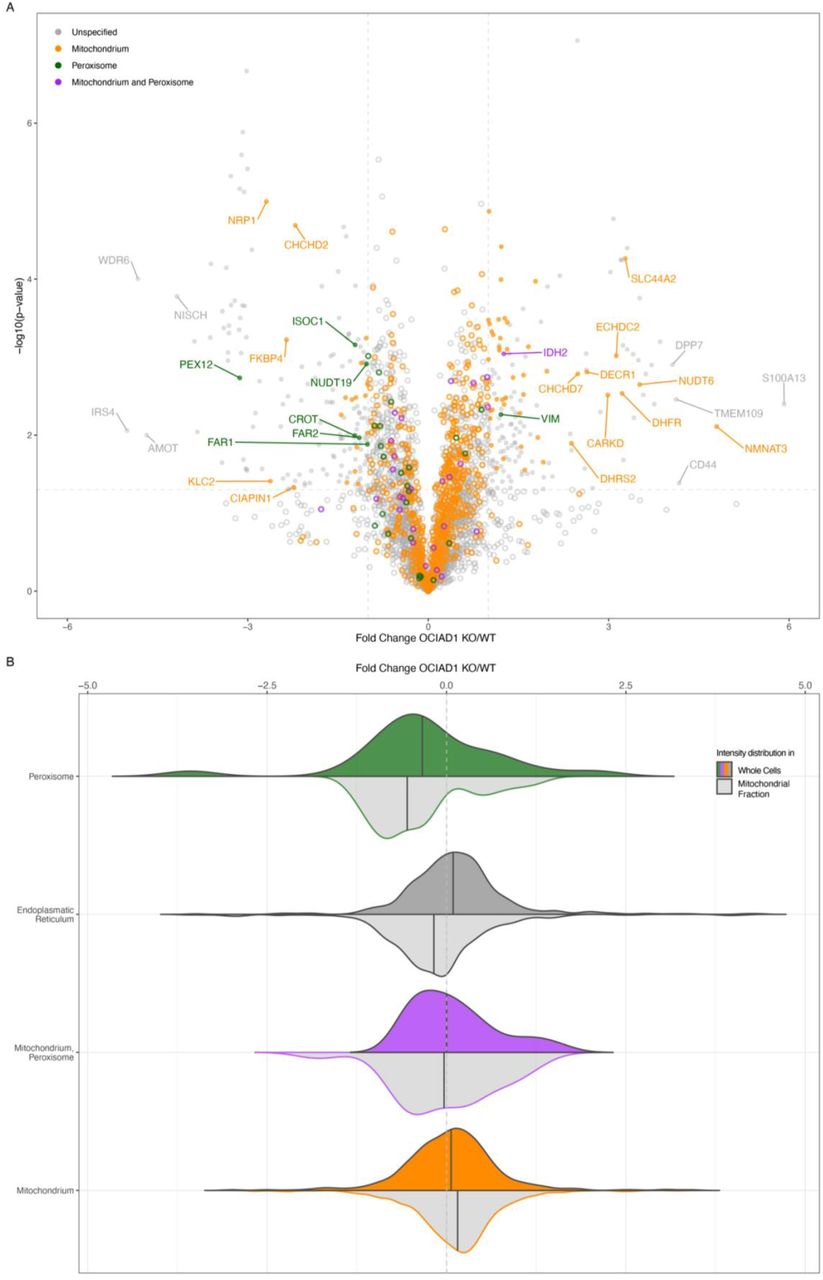 Proteome changes upon OCIAD1 KO by organelle show a decrease in peroxisomal proteins.(A) Volcano plot of OCIAD1 KO mitochondrial fractions compared to WT as in Figure 2A but colored by organelle shows a decrease in peroxisomal proteins (green) but not proteins dually localized to mitochondria and peroxisomes (purple). (B) When comparing FCs of organellar proteins by sample type, the decrease in peroxisomal proteins is most evident in the mitochondrial fraction.
