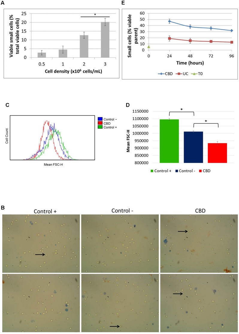 Cell size distribution. Cells in routine culture at different densities were counted and size-gated (A). Cells in complete medium (control +), or serum-free medium in the absence (control –) or presence of CBD, were incubated for 24 h (B–D). (B) Representative phase contrast microscope images of cells stained with Trypan Blue, with arrows indicating small viable cells as seen by eye. Mean FSC-H histograms (C) with quantitation (D), (∗p < 0.05) n = 4. (E) Cells from recovery experiments (see Figure 3B) were counted and sized daily. Data is depicted as the percentage of viable small cells in the viable parent population, (∗p < 0.05) n = 3.