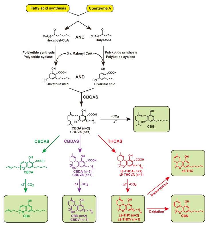 Biosynthesis pathway of cannabinoids. Hexanoyl-CoA and butyl-CoA are used as substrates to generate olivetolic and divarinic acid. Through the action of cannabigerolic acid synthase (CBGAS), olivetolic and divarinic acids are converted into cannabigerolic acid (CBGA) and cannabigerovarinic acid (CBGVA), the central precursor for cannabichromenic acid (CBCA), cannabidiolic acid (CBDA), cannabidivarinic acid (CBDVA), Δ9-tetrahydrocannabinolic acid (Δ9-THCA), and Δ9-tetrahydrocannabivarinic acid (Δ9-THCVA). After exposure to heat (ΔT), CBGA, CBCA, CBDA, CBDVA, Δ9-THCA, and Δ9-THCVA decarboxylate (-CO2) are converted into cannabigerol (CBG), cannabichromene (CBC), cannabidiol (CBD), cannabidivarin (CBDV), Δ9-tetrahydrocannabinol (Δ9-THC), and Δ9-tertrahydrocannabivarin (Δ9-THCV), respectively. Cannabinoids Δ8-tetrahydrocannabinol (Δ8-THC) and cannabinol (CBN) are formed by isomerization and oxidation, respectively, of Δ9-THC.
