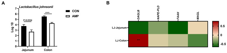 Association analysis between the abundance of L. johnsonii and the expression of ECS-related genes (A) Absolute quantification of L. johnsonii in jejunal and colonic contents; (B) Pearson’s correlation between the abundance of L. johnsonii and the ECS gene expression. Values are presented as the means ± SEM. Pearson’s correlation coefficient in (B) were calculated. **, p < 0.01, ***, p < 0.001.