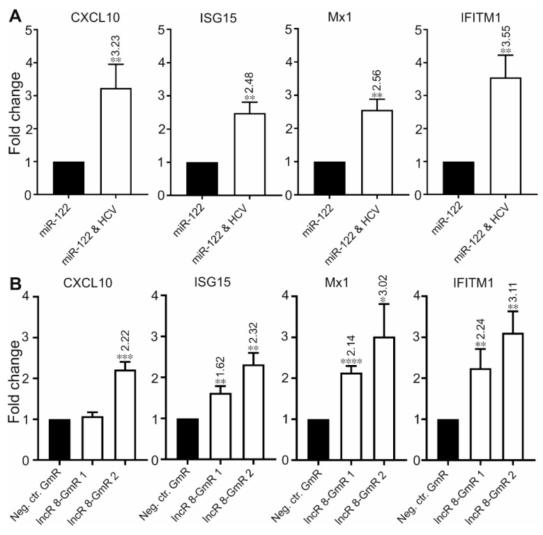 LncR 8 negatively regulates ISGs expression. (A) Indicated ISGs expression in samples treated as described in Figure 1 were measured 6 days after HCV transfection. qRT-PCR data was normalized to GAPDH. The data are shown as the mean ± SEM of at least three independent experiments. * p ≤ 0.05, ** p ≤ 0.01, *** p ≤ 0.001, and **** p ≤ 0.0001. (B) ISGs expression level at 48 h after GmRs and HCV transfection were measured. Cells were treated in the same condition as described in Figure 3A. qRT-PCR data was normalized to GAPDH. The data are shown as the mean ± SEM of at least three independent experiments.