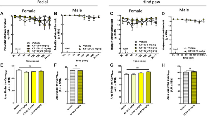 Inhibition of DAGLβ did not induce periorbital or hind-paw allodynia in either sex. Injection of KT109 (5, 10, 20 mg/kg, IP) did not significantly influence periorbital (A) or hind-paw withdrawal thresholds (C) in female rats. Data are expressed mean ± SEM (n = 6–9), two-way ANOVA, ns, non-significant. Intraperitoneal injection of KT109 (20 mg/kg) did not cause significant changes of facial (B) or hind-paw (D) thresholds in male animals. Data are expressed mean ± SEM (n = 8), two-way ANOVA, ns, non-significant. The area under the curve for the corresponding time-course experiments (E–H), assessed by one-way ANOVA or Student’s t-test, ns, non-significant.