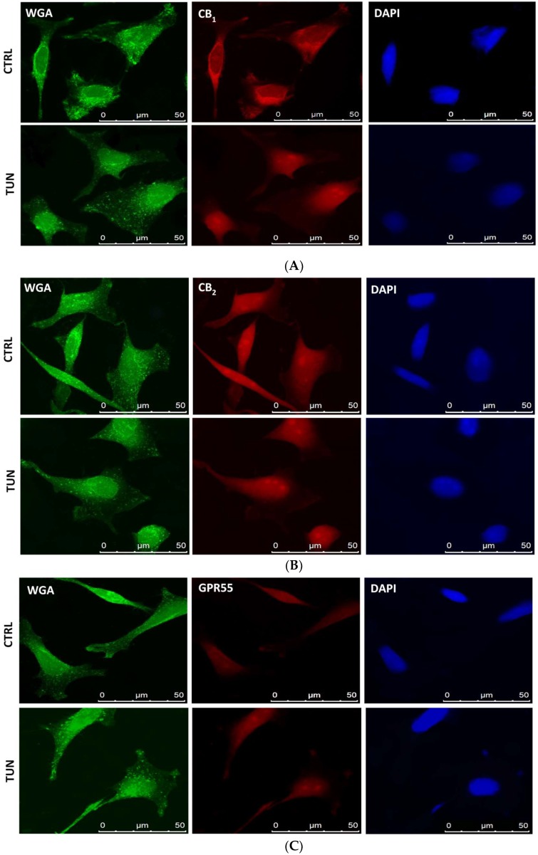 Co-localization of eCB-binding receptors with N-acetylglucosamine (GlcNAc). Representative triple immunofluorescence staining of GlcNAc (green), eCB-binding receptors (red), and DAPI (blue) in SH-SY5Y cells. SH-SY5Y cells were incubated with a biotinylated lectin (WGA) to visualize total GlcNAc, and with specific antibodies [anti-CB1 (A), anti-CB2 (B), anti-GPR55 (C), and anti-TRPV1 (D)] for eCB-binding receptors; then with Alexa Fluor 488-labelled streptavidine for GlcNAc residues, with anti-rabbit IgG labeled with Alexa Fluor 595 for eCB-binding receptors and with DAPI for DNA. Scale bars = 50 μm.
