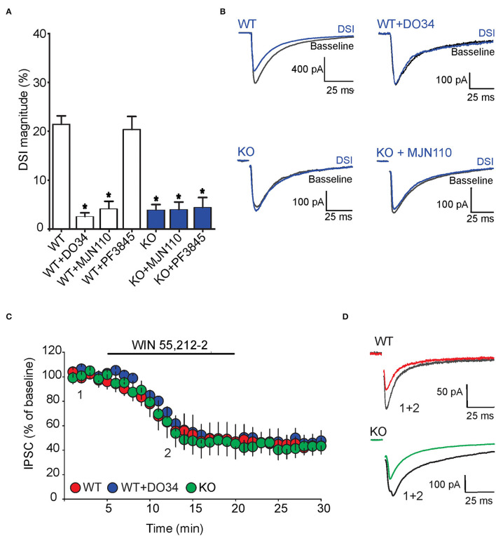 FABP5 deletion blunts 2-AG mediated DSI without altering CB1R function in striatal MSNs. (A) DSI magnitude obtained in striatal slices from WT (white bars) and FABP5 KO mice (blue bars), incubated with vehicle (WT: 21.43 ± 1.70%, n = 12 cells from 10 mice; KO: 3.90 ± 1.08%, n = 12 cells from 10 mice), DO34 (1 μM) (WT + DO34: 2.53 ± 0.75%, n = 8 cells from 6 mice, p < 0.05 vs. WT), MJN110 (10 μm) (WT+MJN110: 4.14 ± 1.45%, n = 7 cells from 6 mice, p < 0.05 vs. WT), or PF3845 (3 μM) (WT+PF3845: 20.35 ± 2.66%, n = 7 cells from 6 mice, p > 0.05 vs. WT, *p < 0.05 vs WT). (B) Sample eIPSC traces before and during DSI in WT, WT + D034, FABP5 KO, FABP5 KO + MJN110. (C) The depression of eIPSCs induced by the CB1R agonist WIN55,212-2 (10 μM) in striatal slices from WT (red) (WT: 47.81 ± 11.80% of baseline, n = 9 cells from 5 mice, t8 = 4.28, p < 0.01, vs. baseline), WT + DO34 (blue) (WT+DO34: 49.75 ± 6.06% baseline, n = 8 cells from 5 mice, t7 = 9.84, p < 0.001, vs. baseline), or FABP5 KO mice (green) (FABP5 KO: 45.18 ± 10.61% baseline, n = 8 cells from 5 mice, t7 = 5.11, p < 0.01, vs. baseline). Note that FABP5 deletion or inhibition of DAGL did not alter CB1R function. (D) Sample eIPSC traces taken before (1) and during (2) WIN55,212-2 application in WT and FABP5 KO striatal slices.