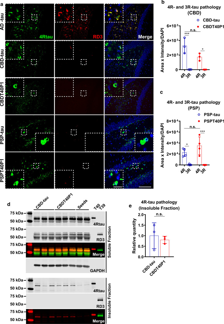 Strain-dependent isoform recruitment abilities are conserved in CBDT40P1 and PSPT40P1. a IF of AD-tau-, CBD-tau-, CBDT40P1-, PSP-, and PSPT40P1-injected 6hTau mouse brain sections costained with 4RTau antibody for 4R-tau and RD3 antibodies for 3R-tau; Scale bar = 100 µm and 20 µm (inset). b Quantification of 4R and 3R-tau pathology from CBD- and CBDT40P1-injected 6hTau mouse brain sections; *P < 0.05, ***P < 0.001; two-way ANOVA followed by Tukey post hoc test; n = 3. c Quantification of 4R and 3R-tau pathology from PSP- and PSPT40P1-injected 6hTau mouse brain sections; *P < 0.05, ***P < 0.001; two-way ANOVA followed by Tukey post hoc test; n = 4. d Immunoblots of Triton-soluble and sarkosyl-insoluble fractions of CBD-tau- and CBDT40P1-injected 6hTau mouse brains; Blots were probed with RD3 and 4Rtau antibodies for tau isoforms, and GAPDH was used as an internal loading control; e quantification of d; n.s. nonsignificant; unpaired t test; n = 3.