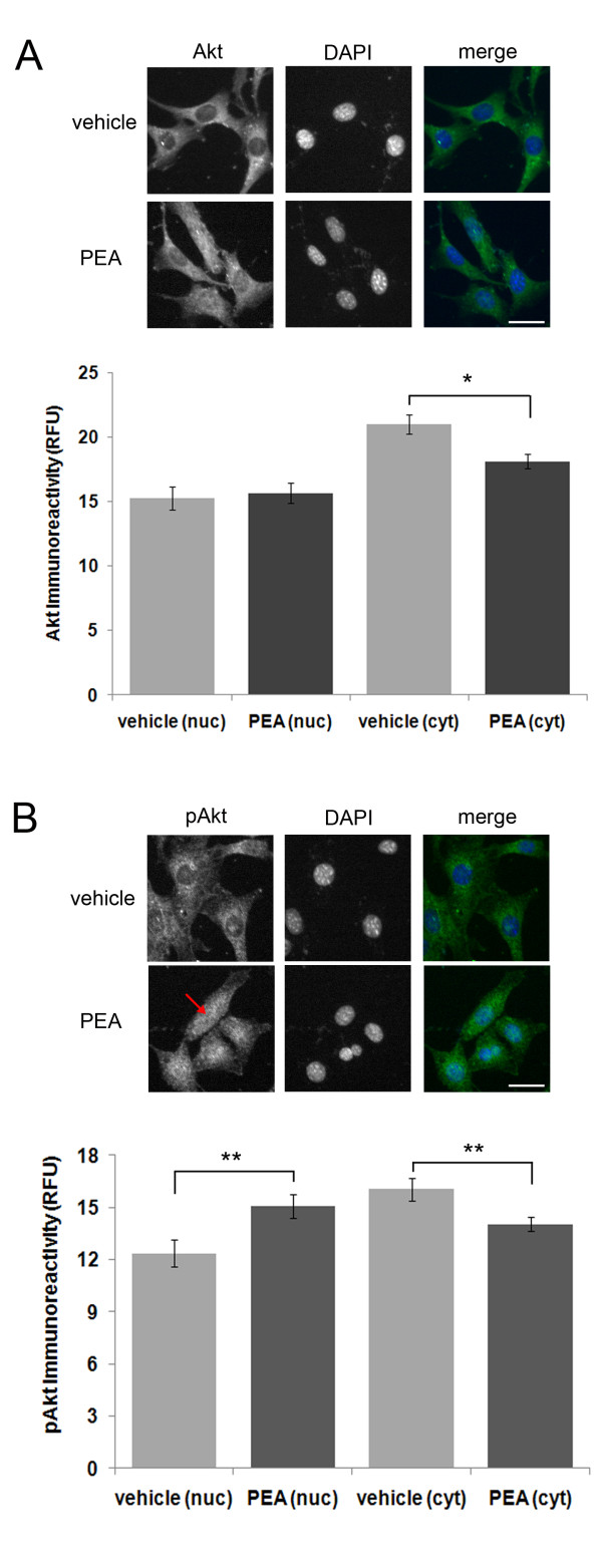 PEA treatment of HT22 cells leads to an increase in nuclear pAkt immunoreactivity. (A), a four (4) hour PEA treatment led to a significant decrease in Akt immunoreactivity but it had no effect on nuclear Akt immunoreactivity. For the treatment groups, n equals 50 and 66 cells for vehicle and PEA treatments, respectively. (B), a four (4) hour PEA treatment led to a significant increase in nuclear pAkt (red arrow) and a significant decrease in cytosolic pAkt. For the treatment groups, n equals 56 and 75 cells, respectively. A P-value of <0.05 and ≤ 0.01 is indicated by * and **, respectively, as determined by a two-sample t-test. The white scale bar is 25 μm.