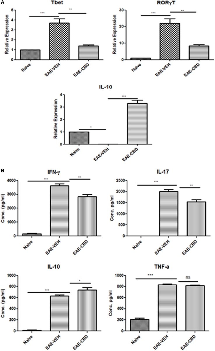 Expression profile in splenic CD4+ T cells from experimental autoimmune encephalomyelitis (EAE) mice. (A) Splenocytes were isolated from naïve, EAE-VEH, and EAE-cannabidiol (CBD) on day 16 and CD4+ T cells were purified using MACs selection kit. Total RNA was isolated and samples were analyzed for T-bet, IL-10, and RORγT. Data are representative of at least two independent experiments; in each experiment, n = 3–5 mice per group. (B) Splenocytes from naïve (n = 4), EAE-VEH (n = 4), and EAE-CBD (n = 4) were isolated 16 days after disease induction. Cells were restimulated with MOG35–55 peptide (30 μg/mL) for 3 days. Supernatants were collected and analyzed for IFNγ, IL-17, IL-10, and TNFα. Data represented as mean ± SEM. ANOVA, ***p < 0.0001, **p < 0.001, and *p < 0.05 with Tukey’s post hoc test.