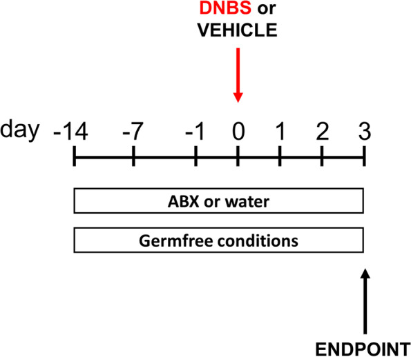 Schematic representation of experimental procedures used to alter gut microbiota composition (antibiotic pre-treatment [ABX] or germ-free conditions) in the DNBS-induced model of ulcerative colitis. An antibiotic cocktail containing ampicillin (1 mg/mL), streptomycin (1 mg/mL) and clindamycin (1 mg/mL) was given to mice for a fortnight prior to DNBS administration and until the animals were killed. DNBS was rectally injected into the mouse colon at the dose of 120 mg/kg; mice were killed three days after DNBS administration