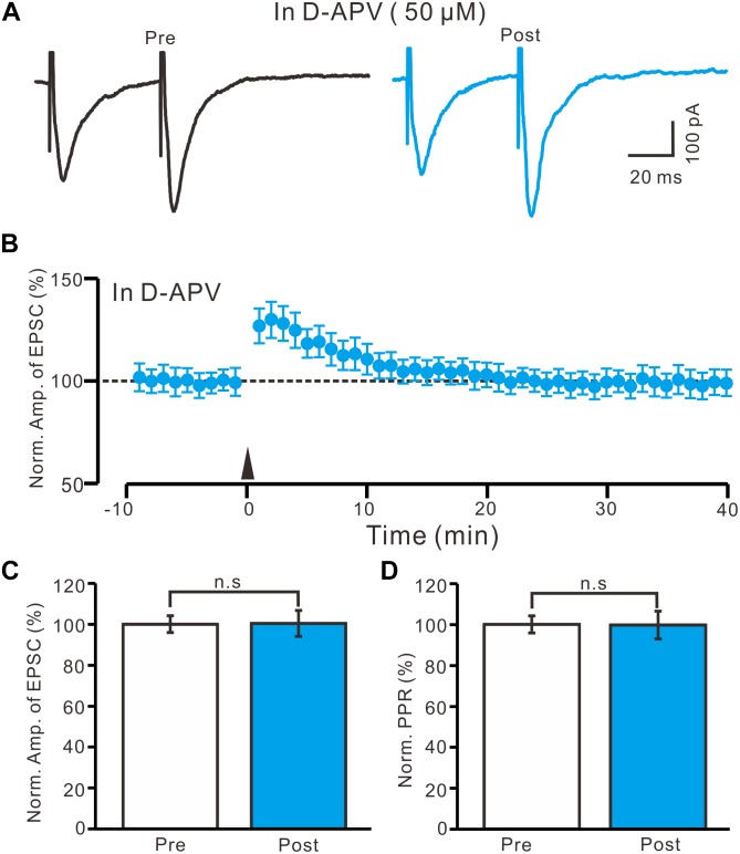 Application of NMDA receptor antagonist abolished the LTP induction in the PVN MNCs. (A) In the presence of NMDA receptor blocker, D-APV (50 μM), representative traces showing the stimulation-evoked EPSCs in a PVN the MNC before (Pre) and after (post) delivering HFS. (B) Summary of data show the time course of the normalized amplitude of N1 before and after delivery of the HFS (arrow head; n = 12 cells). (C) Bar graph (n = 12 cells) showing the normalized amplitude of N1 before (Pre) and after (Post) delivery of the HFS. (D) Summary of data (n = 12 cells) showing the normalized PPR before (Pre) and after (Post) delivery of the HFS. Note that NMDA receptor blocker abolished the induction of LTP in the PVN MNCs. Data points are mean ± S.E.M.