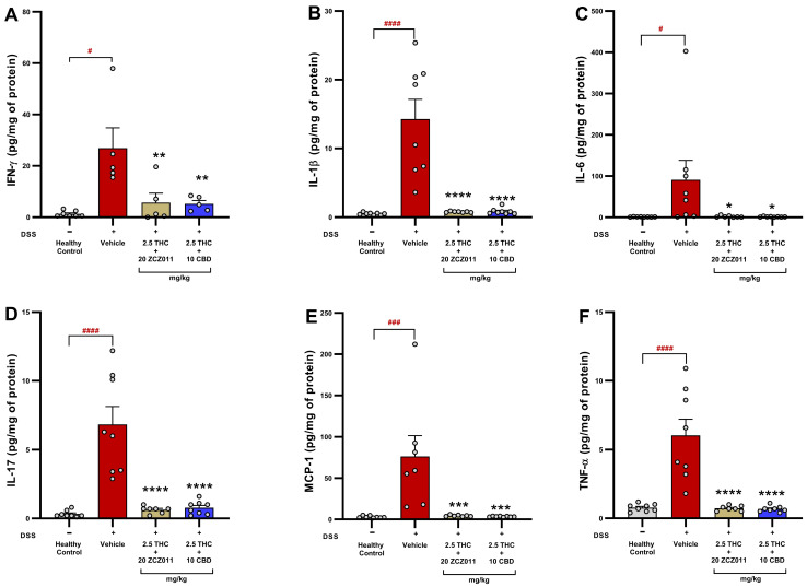 Effects of combination treatments on colonic inflammatory cytokine levels in DSS-induced chronic colitis. The figure presents the levels of pro-inflammatory cytokines and chemokines in colonic tissue across different treatment groups. (A) IFN-γ. (B) IL-1β. (C) IL-6. (D) IL-17. (E) MCP-1. (F) TNF-α. Data are presented as mean ± SEM. Statistical significance: # p < 0.05, ### p < 0.001, #### p < 0.0001 vs. healthy control; * p < 0.05, ** p < 0.01, *** p < 0.001, **** p < 0.0001 vs. DSS vehicle group.