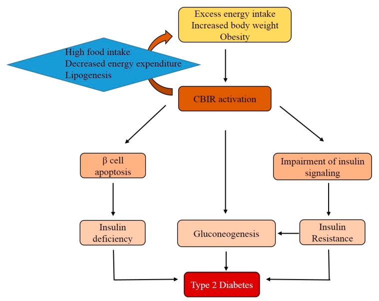 The role of the CB1R in the development of type 2 diabetes mellitus (T2DM). Excess food intake and obesity activates CB1R. The activation of CB1R is associated with gluconeogenesis and insulin resistance. Additionally, CB1R indirectly contributes to β-cell apoptosis. Finally, insulin resistance and relative insulin deficiency both contribute to the development of T2DM.