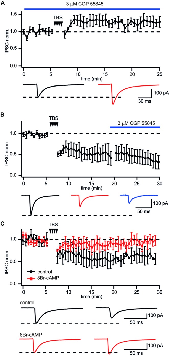 GABABR involved in LTD induction but not maintenance at CB1+ interneuron to CA1 pyramidal cell connections. (A) In CB1+ interneuron to pyramidal cell connections blockade of GABABR prior to TBS occludes LTD and triggers potentiation of IPSCs. The scatter plot summarizes data from five neurons. Traces underneath are averaged IPSCs prior to (black) and 20 min after (red) TBS. (B) Application of the GABABR antagonist CGP55845 after LTD development does not affect IPSC amplitudes. The scatter plot summarizes data from five neurons. Traces underneath are averaged IPSCs prior to (black), after (red) TBS and in the presence of CGP55845 (blue). (C) GABABR dependent suppression of PKA underlies TBS-induced LTD at CB1+ interneuron to pyramidal cell connections. After postsynaptic intracellular administration of the PKA activator 8Br-cAMP TBS fails to induce LTD. The scatter plot compares data obtained with (red squares; n = 5) and without (black circles; n = 10) 8Br-cAMP in the intracellular solution. Traces underneath are averaged IPSCs prior (left) and after (right) TBS. Responses recorded in the presence of 8Br-cAMP are shown in red.