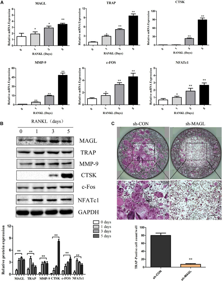 MAGL expression is regulated during RANKL-induced osteoclast differentiation. BMMs were treated with M-CSF (30 ng/ml) and RANKL (75 ng/ml) for the indicated times (0–5 days). (A) The mRNA expression of MAGL and osteoclast-specific genes, such as TRAP, CTSK, MMP9, c-FOS, and NFATc1, were determined by qPCR analysis. Data are presented as means ± SD of three independent experiments. **P < 0.01 vs. day 0. (B) Representative images of Western blots showing the expression of MAGL, TRAP, CTSK, MMP9, c-FOS, and NFATc1 in BMMs stimulated with RANKL for the indicated times. GAPDH served as the loading control for Western blot analysis. Data are presented as means ± SD of three independent experiments. **P < 0.01 vs. day 0. (C) BMMs were transfected with an adenovirus carrying MAGL-specific shRNA or a control adenovirus and cultured in the presence of M-CSF (30 ng/ml) and RANKL (75 ng/ml). The cells were subjected to TRAP staining, and TRAP-positive cells (≥3 nuclei) were counted. Data are presented as means ± SD of three independent experiments. *P < 0.05 and **P < 0.01 vs. the control adenovirus.